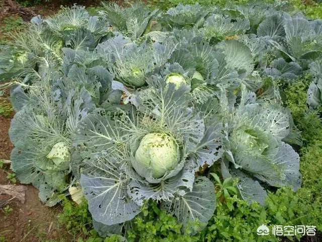 青菜總是生蟲子,有不用農藥就能殺蟲的辦法嗎?