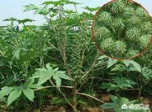 青菜總是生蟲子,有不用農藥就能殺蟲的辦法嗎?