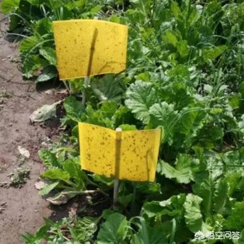 青菜總是生蟲子,有不用農藥就能殺蟲的辦法嗎?