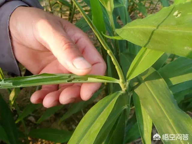 青菜總是生蟲子,有不用農藥就能殺蟲的辦法嗎?