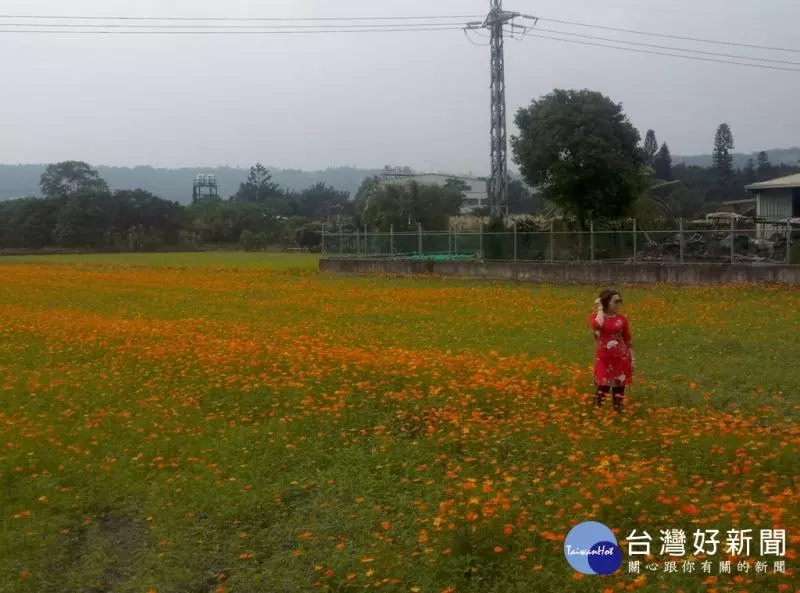 大溪花彩節 11/25對外開放