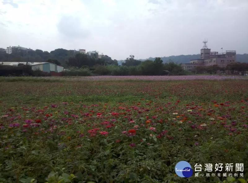 大溪花彩節 11/25對外開放