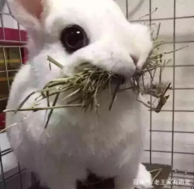 想給兔子換個吃的,結果兔子以為沒得吃了,叼著最後的口糧不鬆口