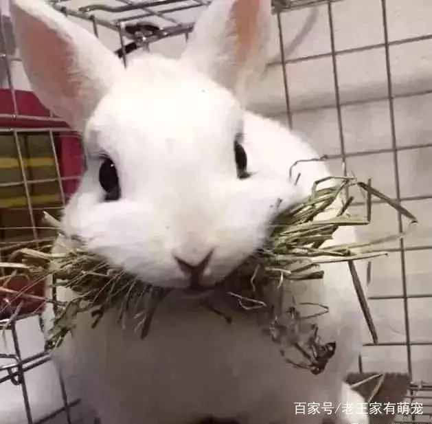 想給兔子換個吃的,結果兔子以為沒得吃了,叼著最後的口糧不鬆口