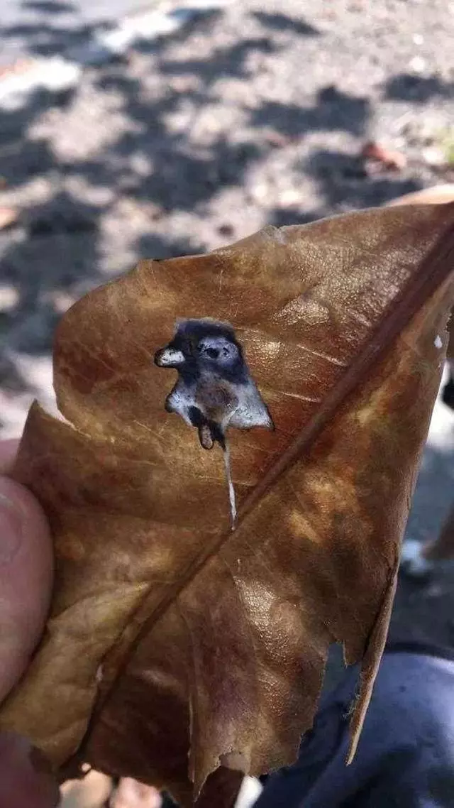 我的雙眼比鷹還銳利,但還是被這組照片騙了!