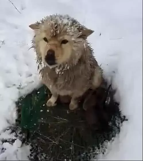 狗媽雪地中凍得直發抖,卻像豐碑一樣一動不動,當人靠近後瞬間落淚!