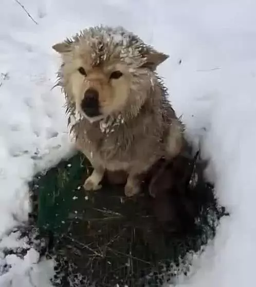 狗媽雪地中凍得直發抖,卻像豐碑一樣一動不動,當人靠近後瞬間落淚!