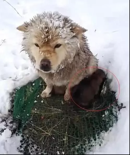 狗媽雪地中凍得直發抖,卻像豐碑一樣一動不動,當人靠近後瞬間落淚!