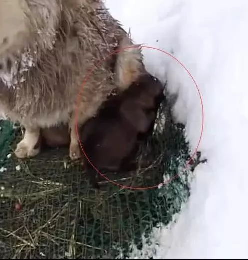 狗媽雪地中凍得直發抖,卻像豐碑一樣一動不動,當人靠近後瞬間落淚!