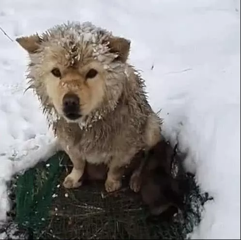 狗媽雪地中凍得直發抖,卻像豐碑一樣一動不動,當人靠近後瞬間落淚!