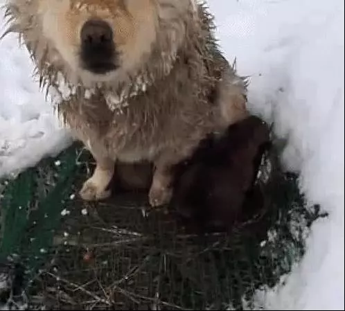 狗媽雪地中凍得直發抖,卻像豐碑一樣一動不動,當人靠近後瞬間落淚!