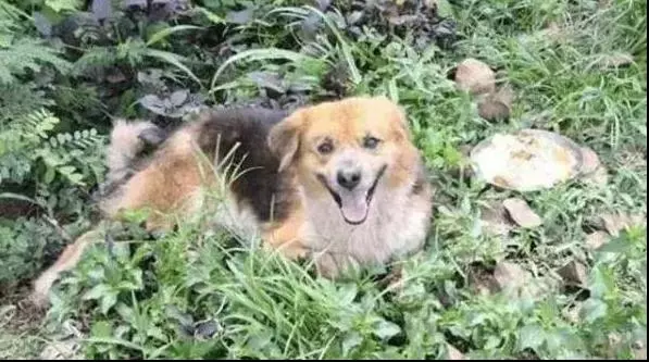 狗狗貪玩與主人走散,風雨中傻傻在原地等一年,直到看見主人熟悉身影!