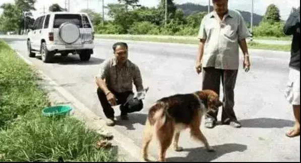 狗狗貪玩與主人走散,風雨中傻傻在原地等一年,直到看見主人熟悉身影!