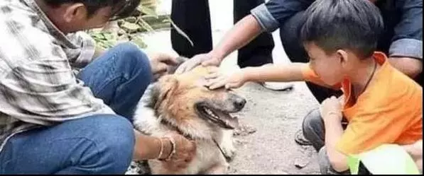 狗狗貪玩與主人走散,風雨中傻傻在原地等一年,直到看見主人熟悉身影!