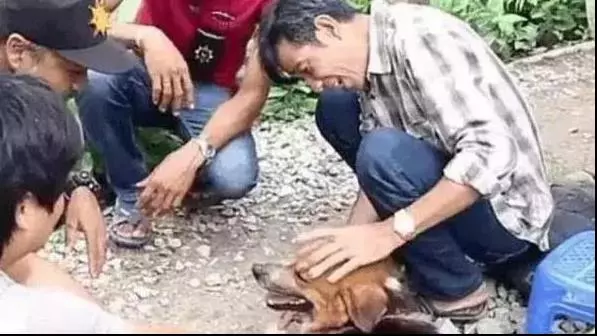 狗狗貪玩與主人走散,風雨中傻傻在原地等一年,直到看見主人熟悉身影!