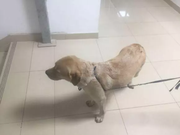 走失拉布拉多被女孩帶回家,尋找主人無結果後,送去醫院檢查才知道自己錯了!