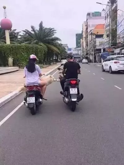 寵主騎車帶二哈遛彎,偶遇心上狗進行接吻,寵主:我能不能脫單就靠你了!