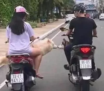 寵主騎車帶二哈遛彎,偶遇心上狗進行接吻,寵主:我能不能脫單就靠你了!