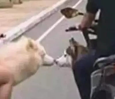 寵主騎車帶二哈遛彎,偶遇心上狗進行接吻,寵主:我能不能脫單就靠你了!
