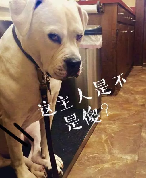 這5種情況下,不要隨便喊狗狗的名字,否則它再也不聽你的
