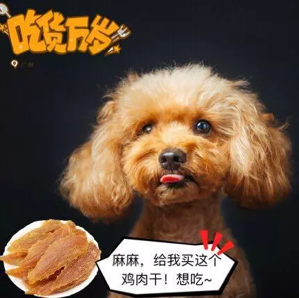 這5種情況下,不要隨便喊狗狗的名字,否則它再也不聽你的