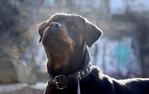 最強的5大護衛犬,不僅忠誠、還很服從