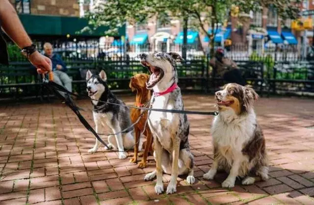 最強的5大護衛犬,不僅忠誠、還很服從
