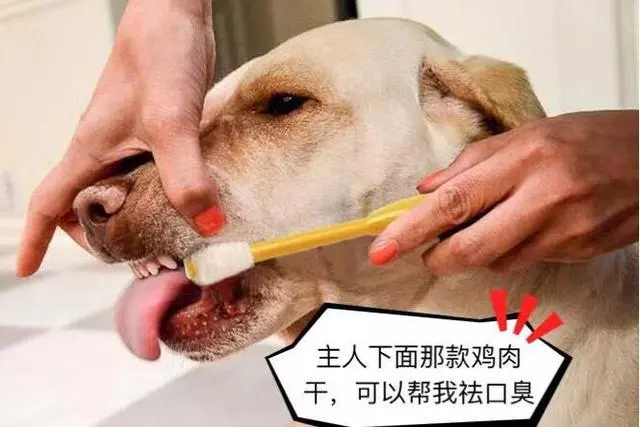 最強的5大護衛犬,不僅忠誠、還很服從