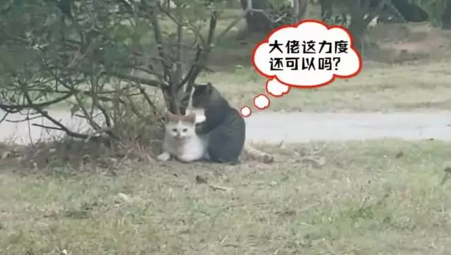 校園中出現貓咪欺凌,小黑貓無奈為橘貓捶背