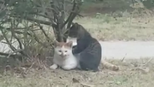 校園中出現貓咪欺凌,小黑貓無奈為橘貓捶背