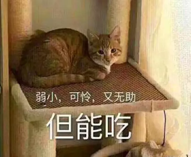 校園中出現貓咪欺凌,小黑貓無奈為橘貓捶背