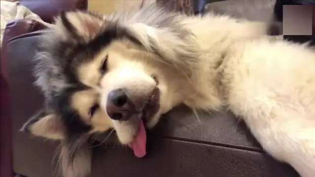 在狗狗心中,你是什麼樣的地位,從睡在哪裡可以看出來