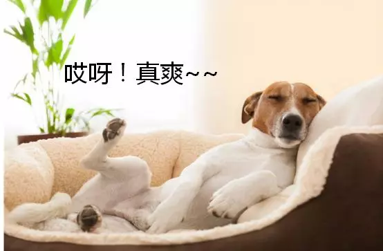 在狗狗心中,你是什麼樣的地位,從睡在哪裡可以看出來