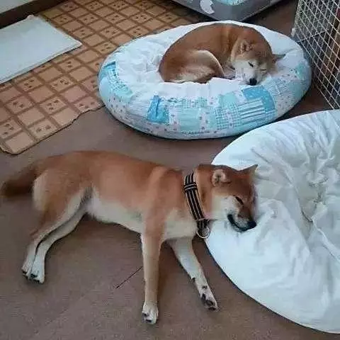 在狗狗心中,你是什麼樣的地位,從睡在哪裡可以看出來