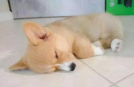 在狗狗心中,你是什麼樣的地位,從睡在哪裡可以看出來