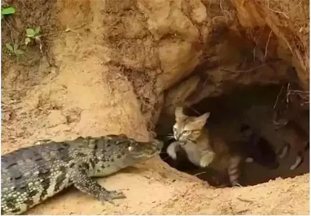 鱷魚發現貓媽媽巢穴,堵在門口欲傷害小貓,母貓不敵後攜崽逃跑
