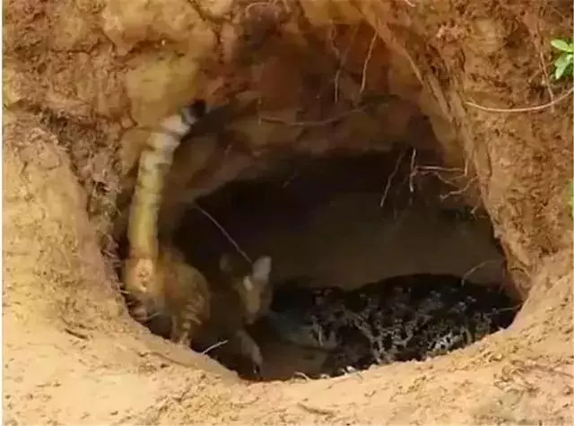 鱷魚發現貓媽媽巢穴,堵在門口欲傷害小貓,母貓不敵後攜崽逃跑