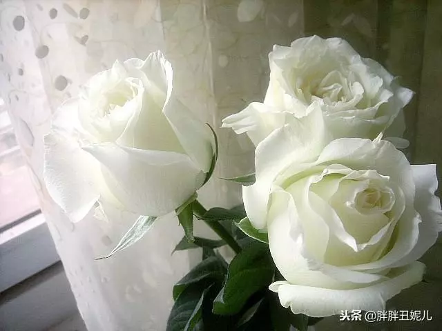 兩個兒媳婦都想養婆婆,婆婆卻選擇了再嫁