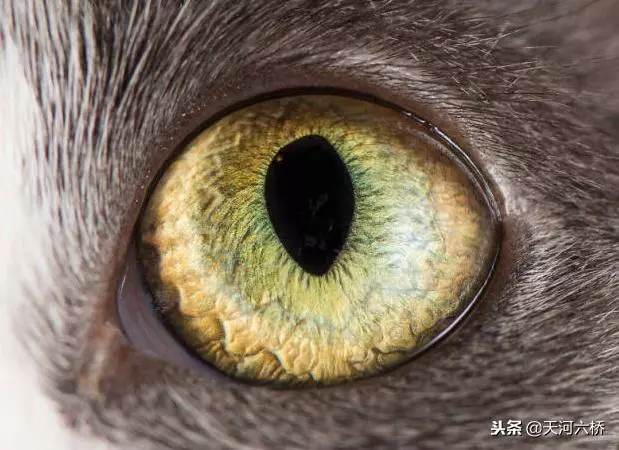 心理測試:哪隻眼睛是小狗的眼睛?測你看人的眼光究竟準不準?