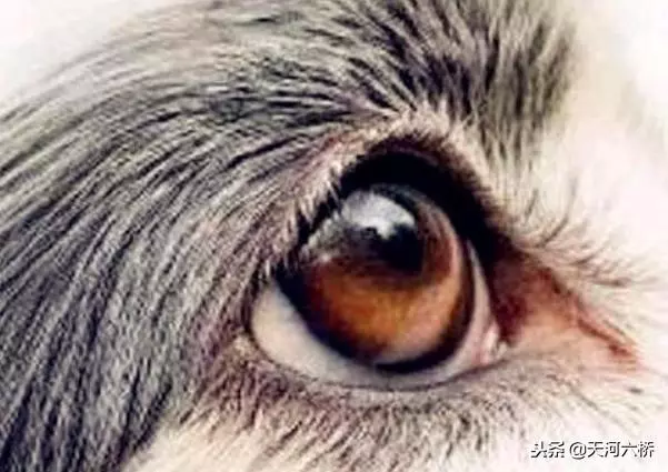 心理測試:哪隻眼睛是小狗的眼睛?測你看人的眼光究竟準不準?