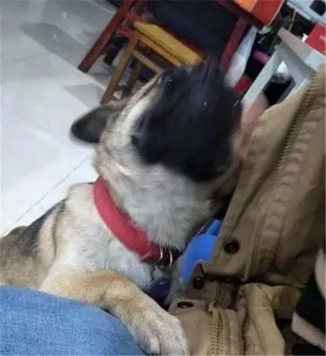 被主人拋棄後,它選擇了自殺