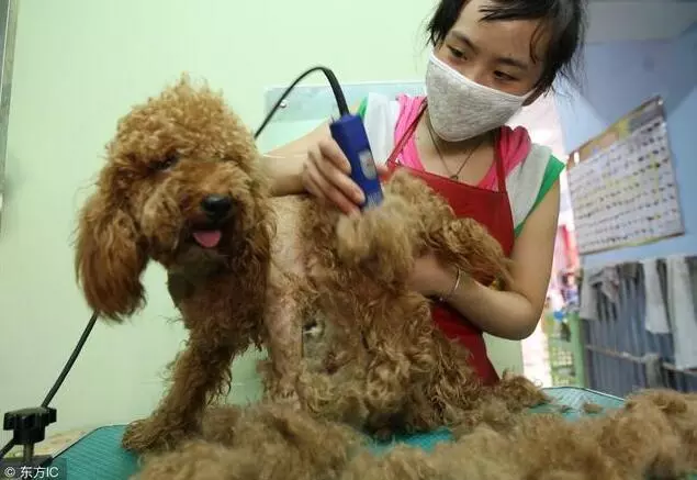 寵主的這些行為,會讓狗狗留下陰影的