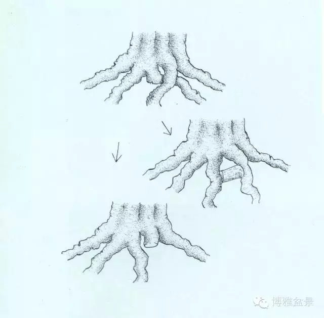 盆景 如何快速製作出漂亮的八方根盤?