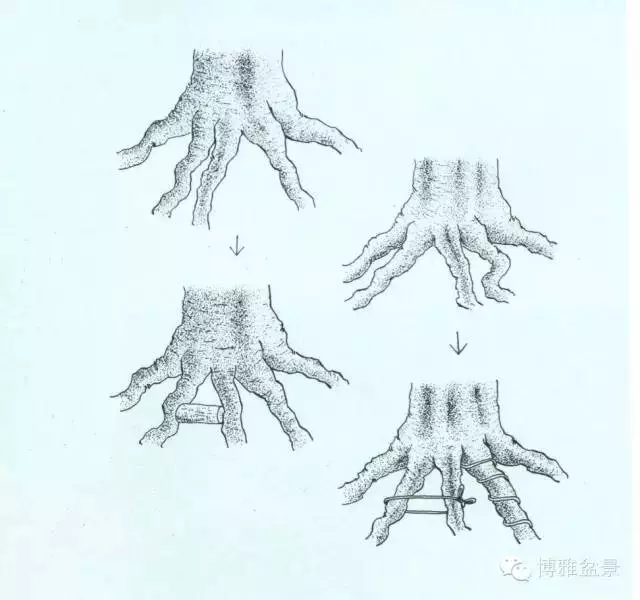 盆景 如何快速製作出漂亮的八方根盤?