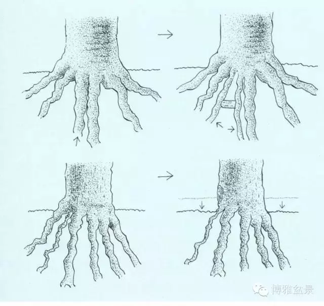 盆景 如何快速製作出漂亮的八方根盤?