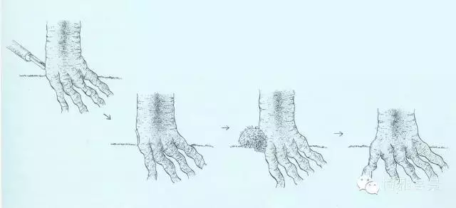 盆景 如何快速製作出漂亮的八方根盤?