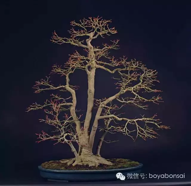 盆景 如何快速製作出漂亮的八方根盤?