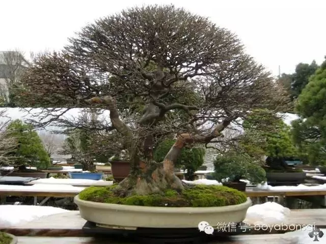 盆景 如何快速製作出漂亮的八方根盤?