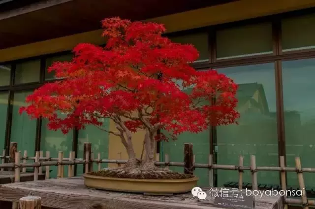 盆景 如何快速製作出漂亮的八方根盤?