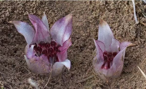植物界的」異類「比如在土裡開花的長的像外星生物的植物